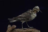 藏品(紅領瓣足鷸)的圖片